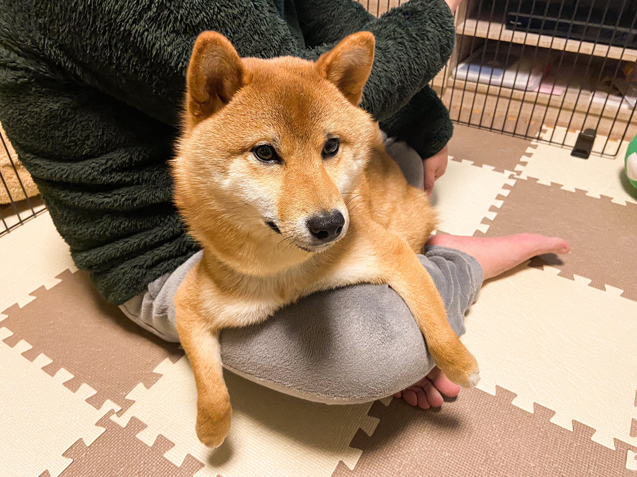 柴犬かぼす なんかよく分からないけど ドヤ顔してくる犬がいる D A モデル犬かぼすさん 柴犬 Shiba Shibainu でもやっぱり場所は膝の上 甘えんボーイ T Co Hltvqjaesi Twitter