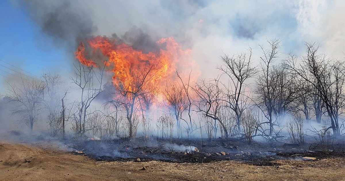 MD Jason Strong has acknowledged the devastating start to 2020 for many red meat and livestock producers. We are here to support producers in any way we can. A full list of useful information and key contacts can be accessed here: mla.com.au/news-and-event… #AustraliaBushfire #AusAg
