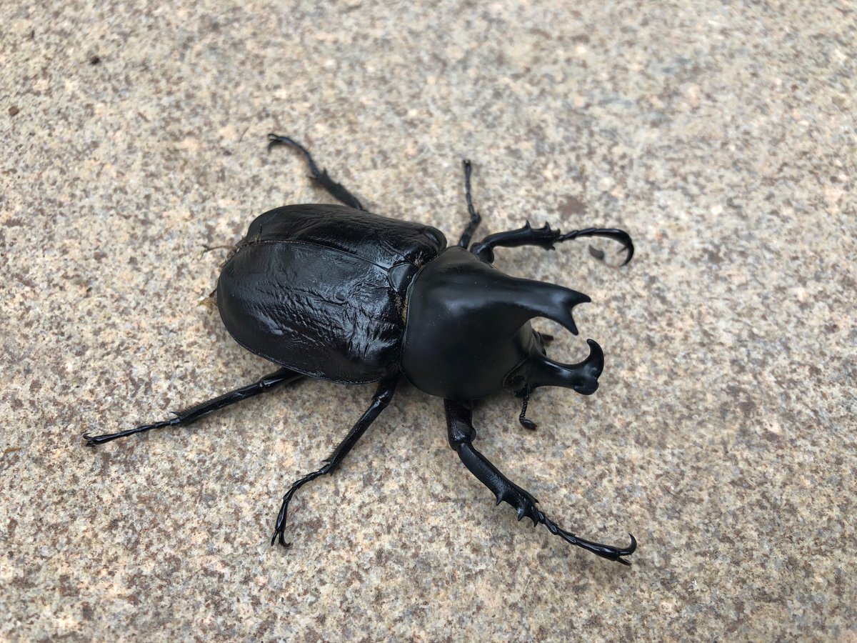 I love #RhinocerosBeetles & found this beautiful male Xylotrupes ulysses (~6 cm) while digging in my garden yesterday. It was annoyed & hissed loudly, a sound it makes by rubbing its abdomen against the ends of its wing covers. Horns are used for digging & fighting for females.