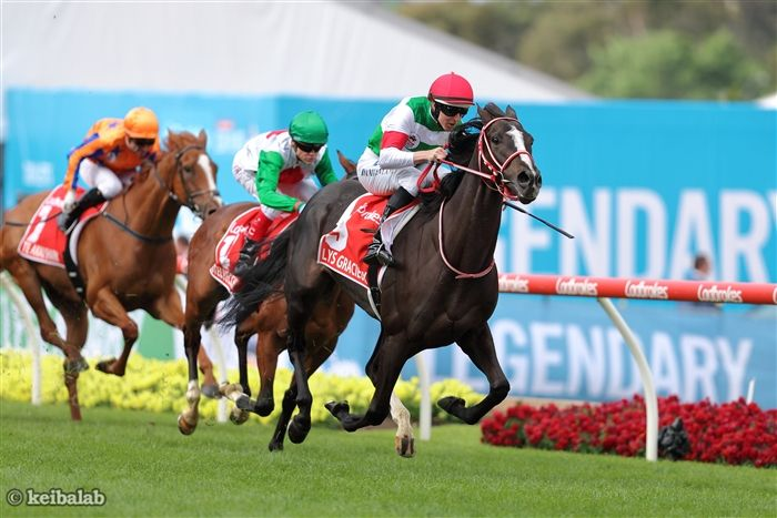 keibalab's tweet photo. 【年度代表馬＆最優秀4歳以上牝馬】
☆リスグラシュー
有馬記念1着
コックスプレート1着
��塚記念1着
#競馬 #keiba #リスグラシュー 
https://t.co/BFeQcsLoIJ https://t.co/iHgvhKmfGU