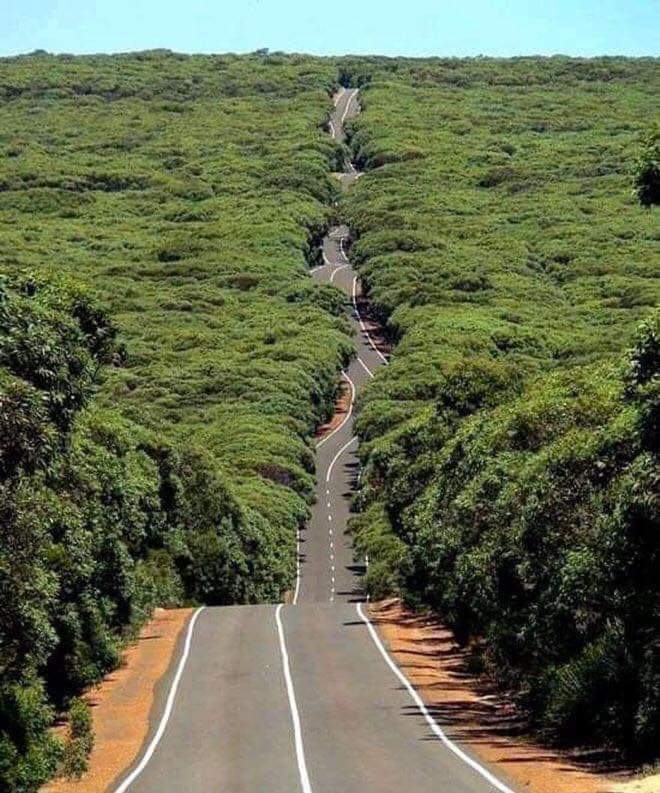 DL26C's tweet photo. La Isla de los Canguros en Australia. 😞💔 https://t.co/pHpqsGCQUH