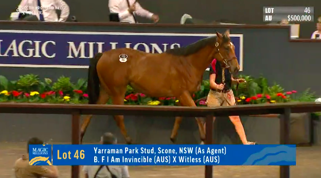 anz_news's tweet photo. A new highlight @mmsnippets from @yarramanpark with the #IAmInvincible filly from Stratum mare Witless, family of Slipper winner #CrystalLily, going for $500k. https://t.co/PyPtOfHAC8