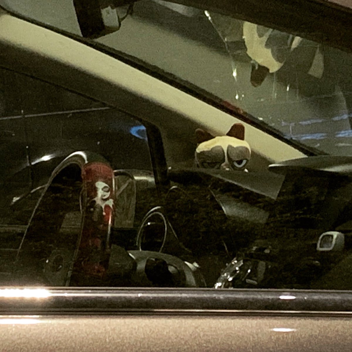 Spotted a grumpy cat lol
.
.
.
.
#grumpycat #plushies #icefoodie #icesiriwong