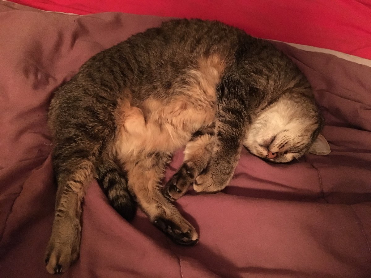 shownotfound's tweet image. On Jan 1st, my partner and I had to say goodbye to our furry friend of 15 years. We rescued her from a deck underneath one of our rental properties and gave her the best life that we knew how. She will sorely be missed, and will never be forgotten. RIP, Snoof.