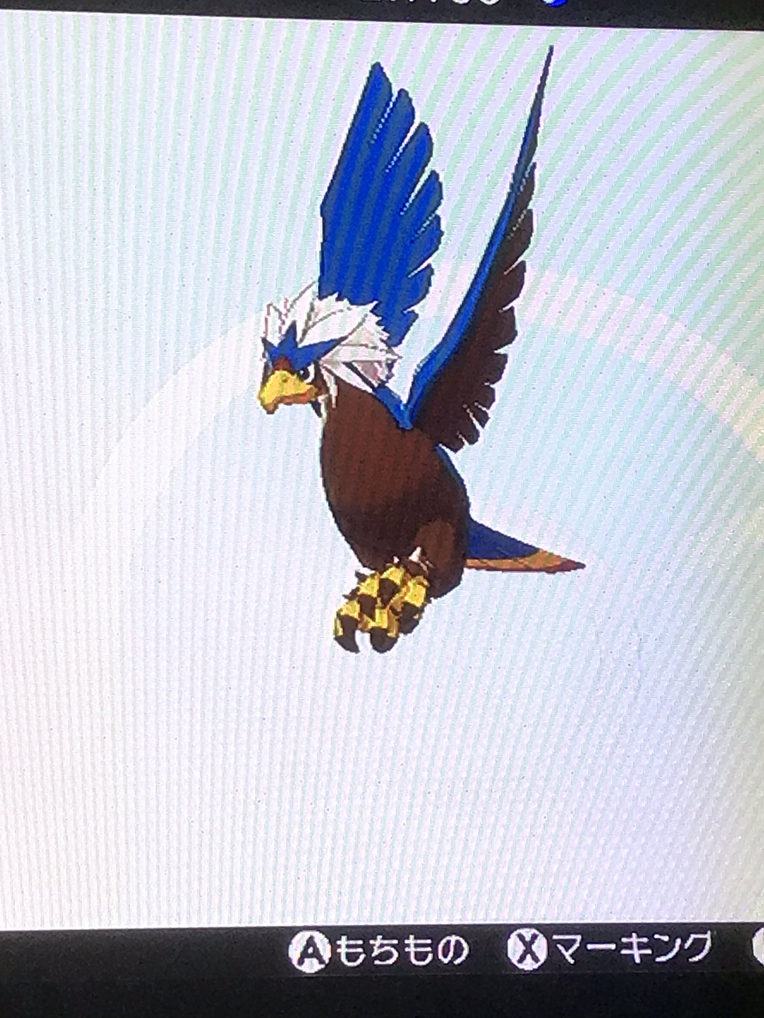 توییتر ざっきー در توییتر ワシボン色違い孵化早めに終わって 夢特性だったから普通に嬉しい ウォーグルって普通にかっこいいから好きだな T Co Tfingzdbdb