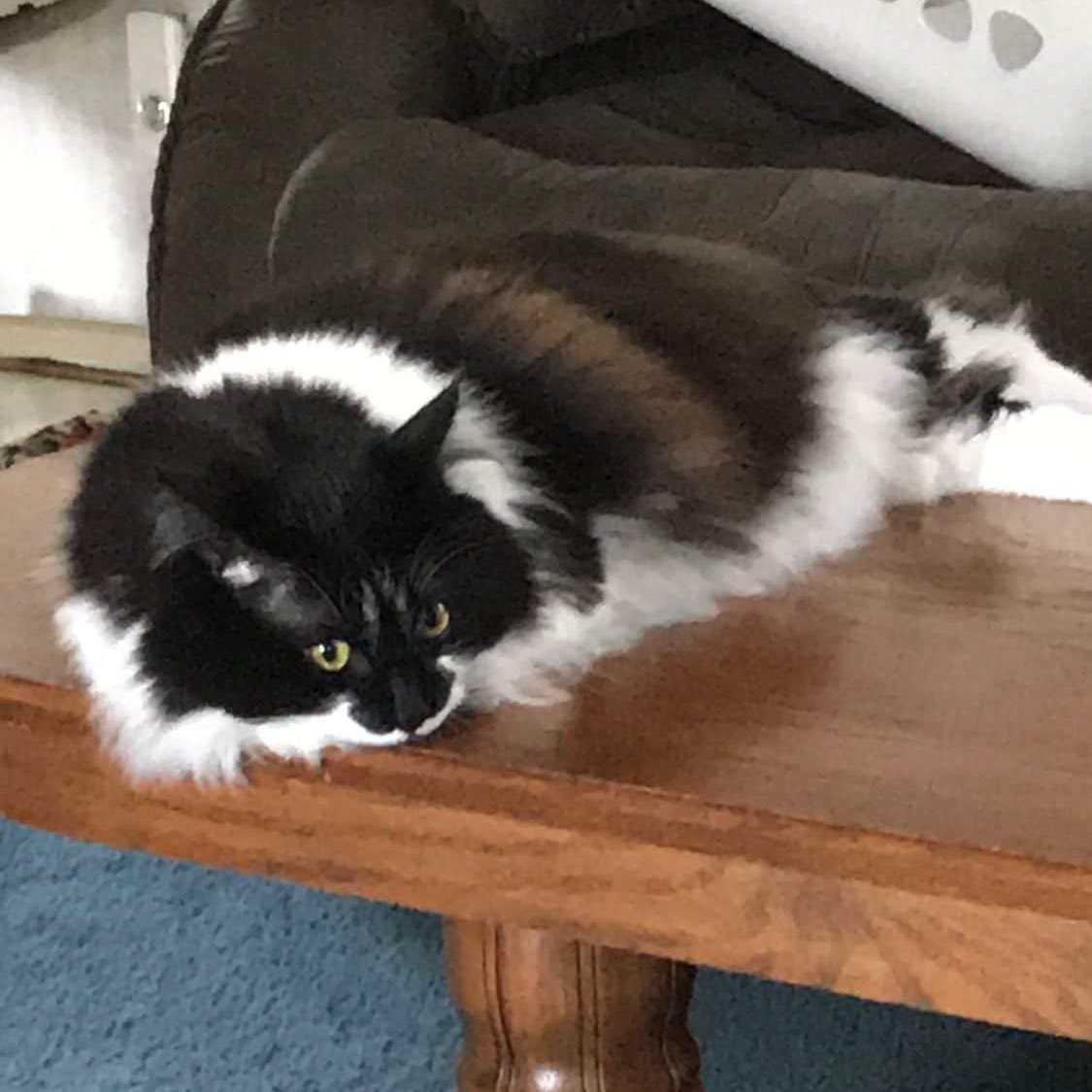 dans_plann's tweet photo. Tonight my family had to put down a member of our family due to heart complications. He was known by the world as Rick Ross, but to us a number of names. π #RIPRickRoss https://t.co/G4neDemCeP
