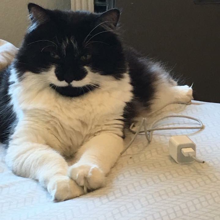 dans_plann's tweet photo. Tonight my family had to put down a member of our family due to heart complications. He was known by the world as Rick Ross, but to us a number of names. π #RIPRickRoss https://t.co/G4neDemCeP