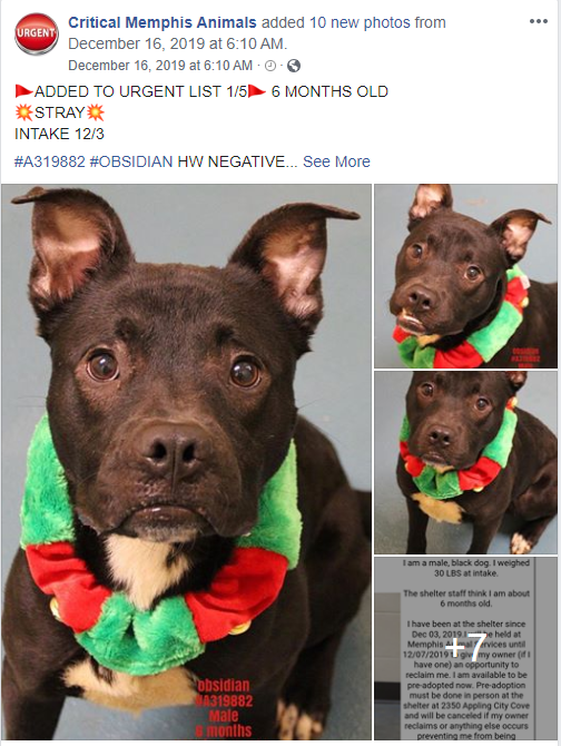 This young pup is SO very handsome, and I was told he is as sweet as can be. I do not understand how he can be on the "Urgent" list! Just look at that face!! I just want to hug him 🤗