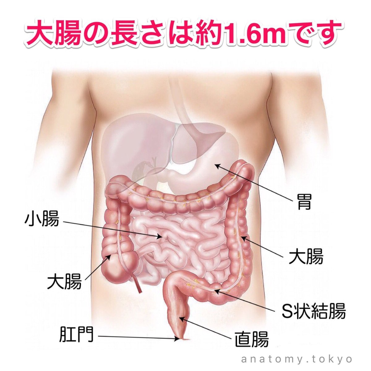 かずひろ先生 なるほど解剖学 正しいのはどれか 理作 08 18 1 小腸は3部に分けられる 2 大腸は2部に分けられる 3 結腸は3部に分けられる 4 成人の小腸の長さは約2ｍである 5 成人の大腸の長さは約0 5ｍである 解答 1 2 3部 3 4部 4 6m 5 1 6m