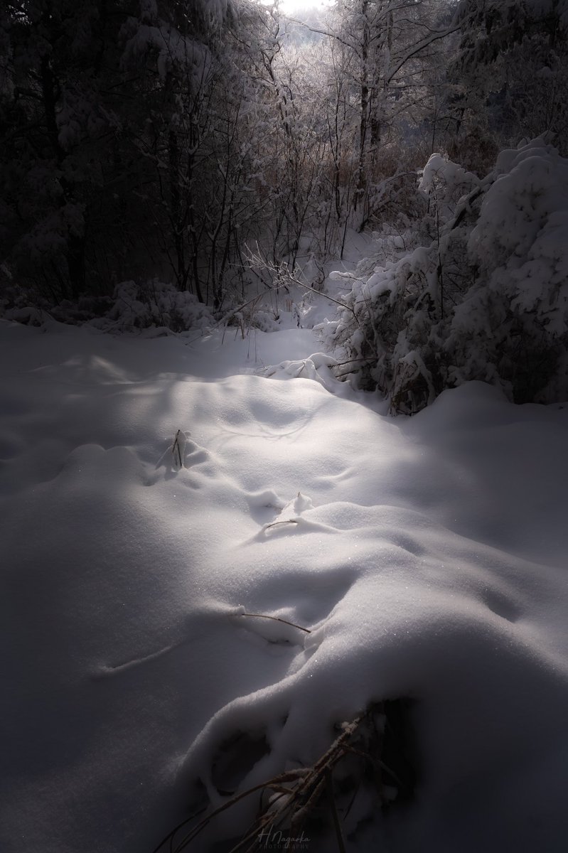 nagaokaphoto's tweet photo. 本命の絶景よりも道端が最高に美しかったんだな☺️

皆さん上手に雪の質感出してるけどどうやってんの🙄

1枚目は縦どす

#東京カメラ部 #PASHADELIC 
#絶景delic  #photo https://t.co/L5oxfSnWUu