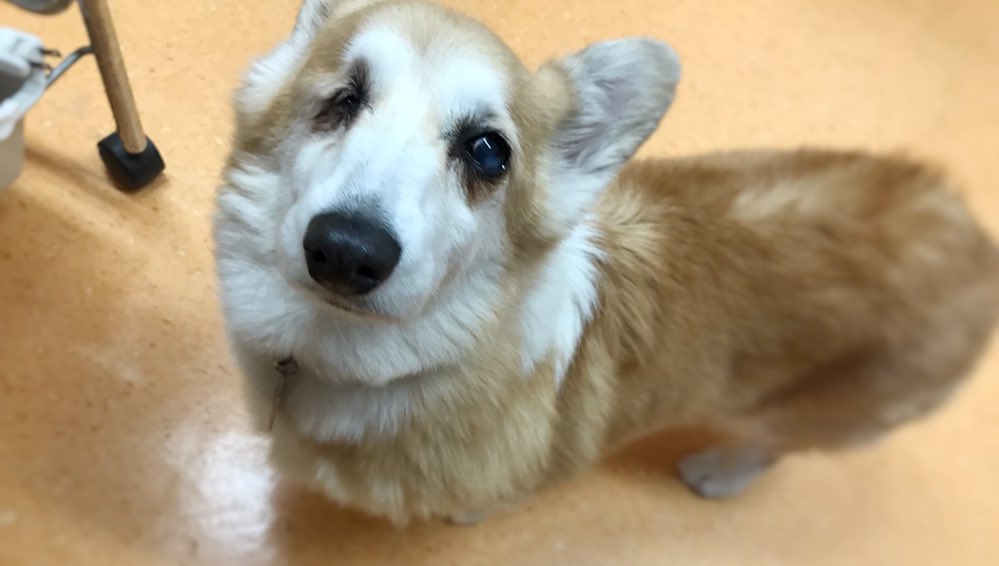 تويتر Ath Dogホテル 犬の保育園 على تويتر お泊まり中のメイちゃん アニマルセラピーハウス 動物病院 ペットホテル ドッグホテル 一時預かり ショートステイ アニマルセラピーハウス 都筑区茅ヶ崎中央28 8 045 530 4721 T Co Hcuuvvgcko