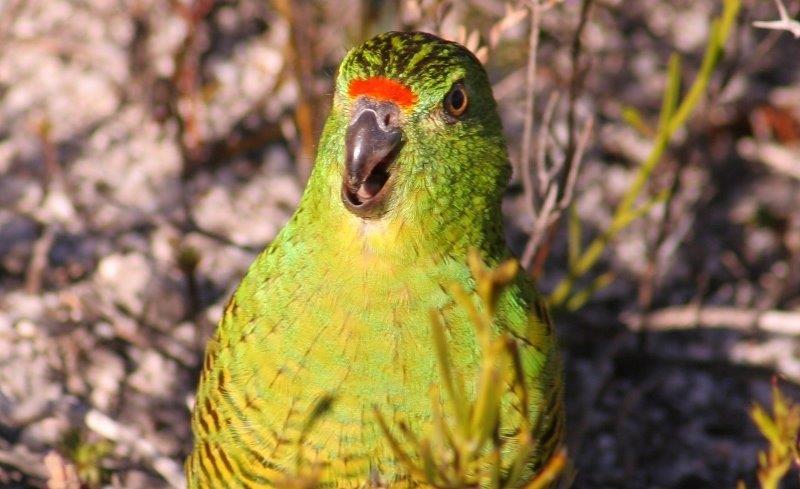 We have set up a fundraising campaign so people can make donations towards the purchase of additional automated recording units to help search for #westerngroundparrots  givenow.com.au/crowdraiser/pu…