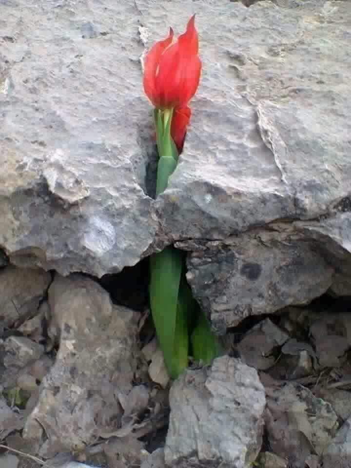 Baktım ki ; 
BU ÂLEMDE

Herkes DÜRÜST ,
Herkes SAMİMİ ,
Herkes VEFAKÂR ,
Herkes VİCDANLI
Herkes İNSAN  

AÇTIM  ELLERİMİ  YALVARDIM...

"ALLÂH'IM BENİ
ISLAH  EYLE..."

İBRAHİM  İNECİK ..