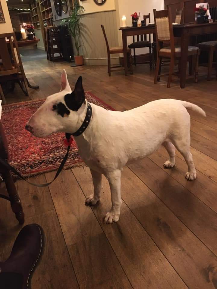 plasyndre's tweet photo. One of our many furry visitors over the last few months 🐶
@Trueyclark

Remember when coming to visit us, dogs are welcome throughout the hotel, restaurant and bar 🐾
#DOGLOVERS #dogfriendly #dogsofinstagram https://t.co/lMn4NpHsnu