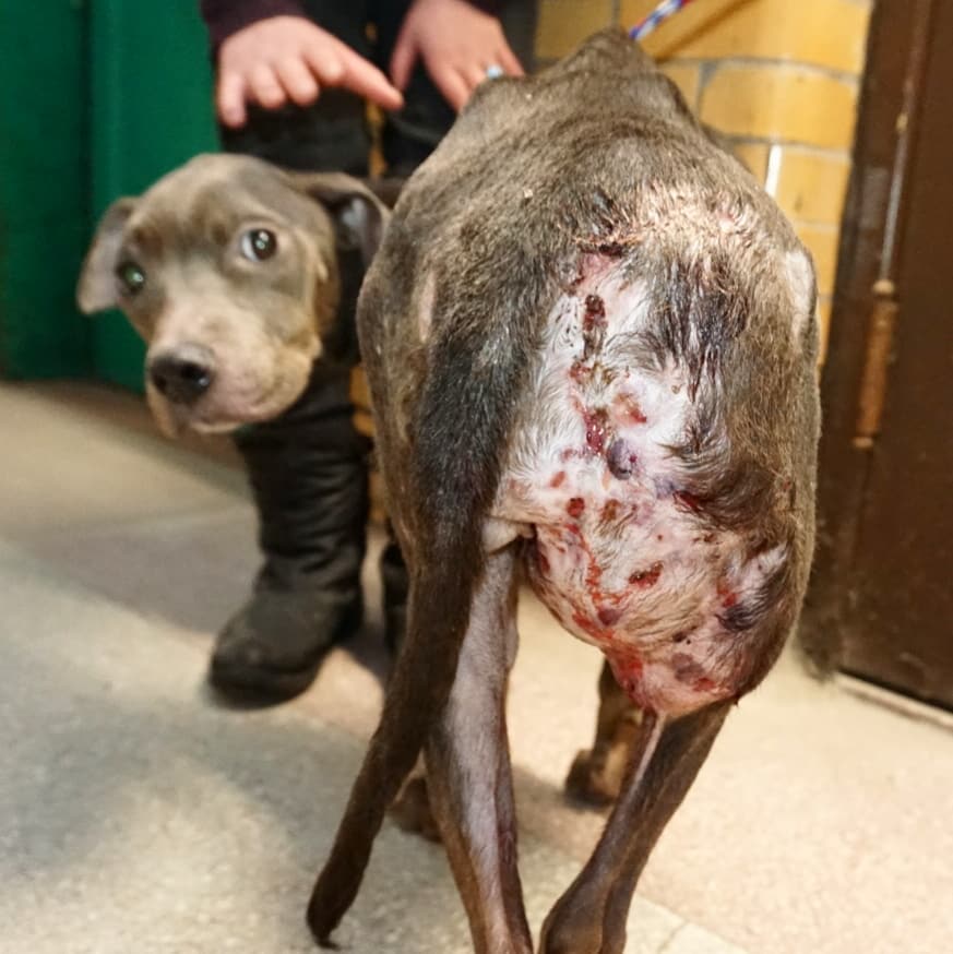 🚨 #EMERGENCY🚨
😫JUST RESCUED😓

Just got a call about a dog who showed up in someone's backyard severely #injured and emaciated. We immediately went to #rescue her and were shocked to see her condition.

#dogrescue #detroit #urgent

m.facebook.com/story.php?stor…