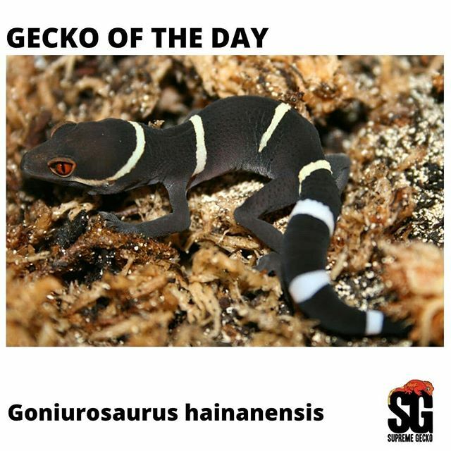 SupremeGecko's tweet photo. Day 58 of the Gecko Of The Day event.  Sharing one gecko picture for every different gecko we keep or have kept, one day at a time.

Common cave gecko.... isn't so common.

#geckoftheday #geckosofinstagram #gecko #geckos #cavegecko #goniurosaurus #goniurosaurushainanensis https://t.co/2PAWVstr5z