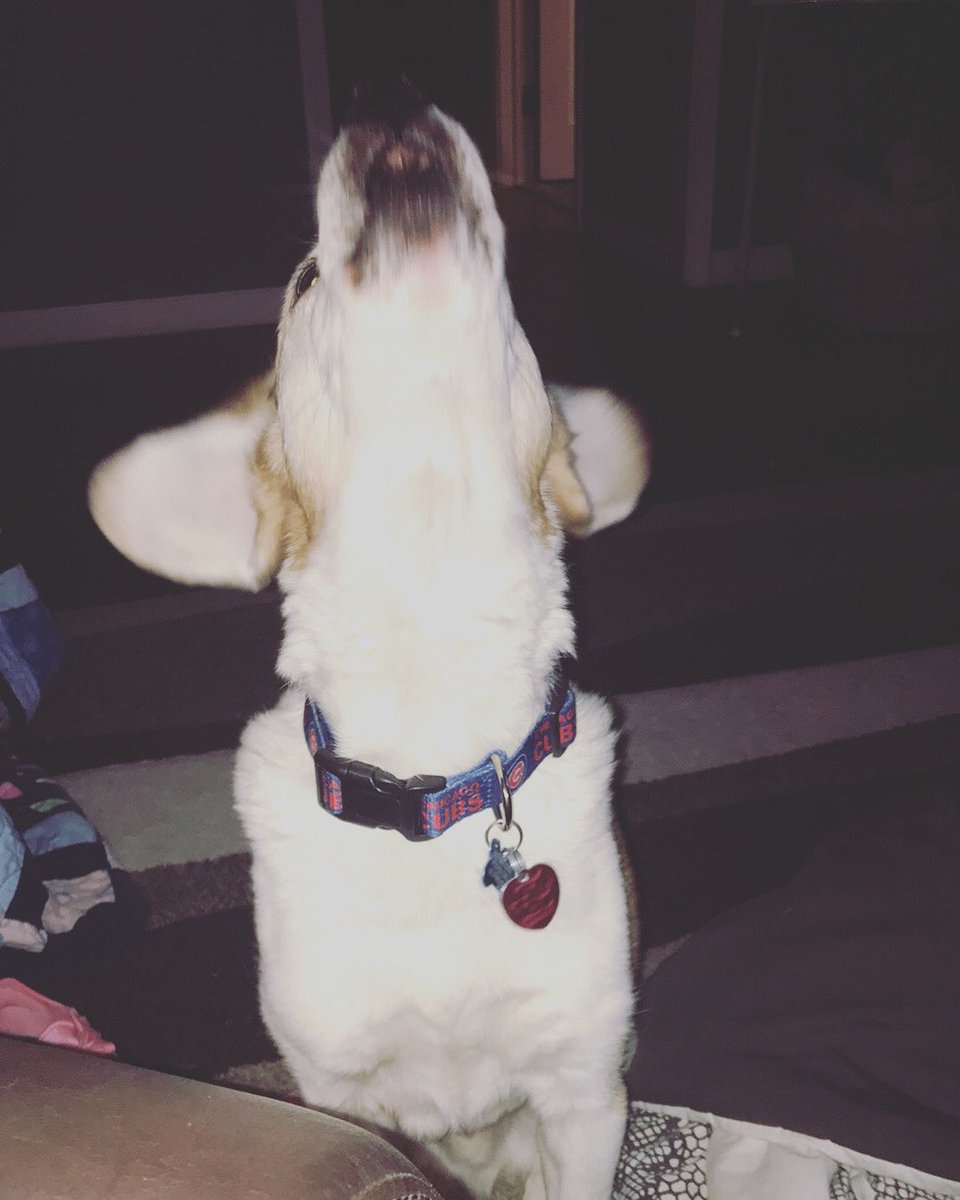itstamrajane's tweet photo. He’s definitely a beagle. That howl 😅 #beagle https://t.co/XMhovcRotY