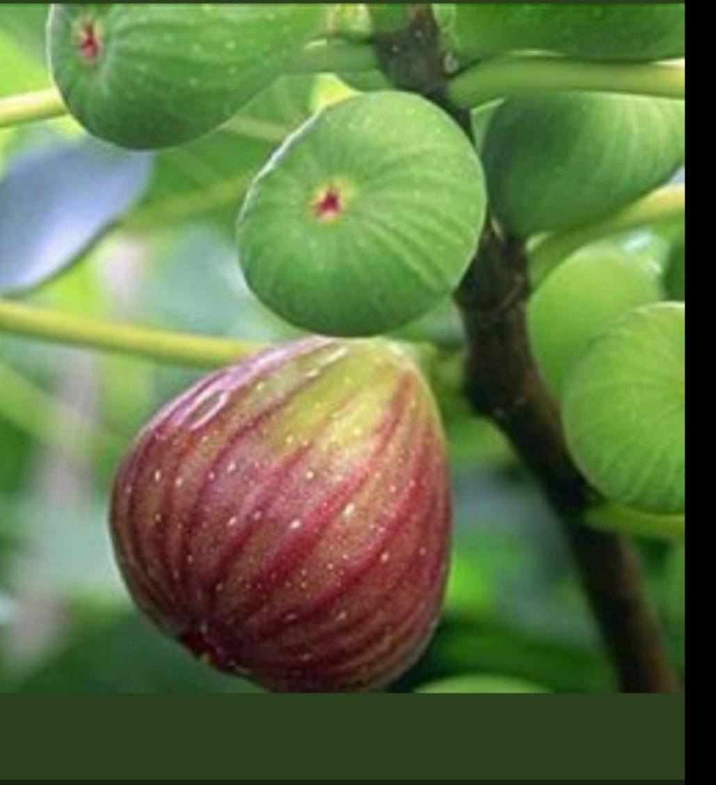 مشعل tweet media