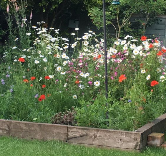 seed_ball's tweet photo. Go Wilder In 2020
We love this simple but effective bed for wildlife with our wildflower Seedballs romping away plus a bird feeder. That's the birds and the bees sorted!
#GoWilder #2020 #WildlifeGardening #Daisy #Poppy https://t.co/gk2TykcWT3