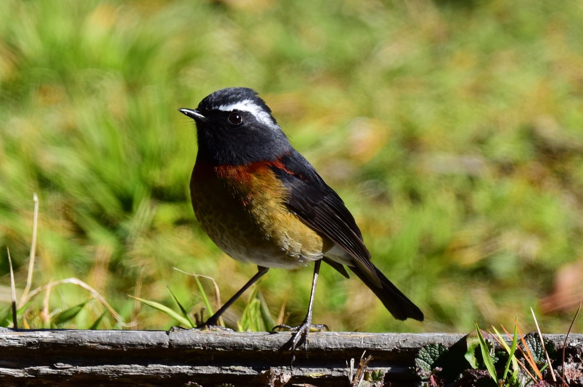 taiwanbirdguide's tweet photo. Male #CollaredBushRobin #栗背林鴝 under sunlight!
#TaiwanBirdGuide #Taiwan #bird #birding #TaiwanEndemicSpecies https://t.co/xx6RBg0ES8