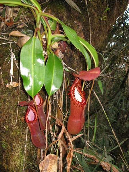 凄い見た目だけど絶滅が心配されている繊細な植物です。 ボルネオ島の