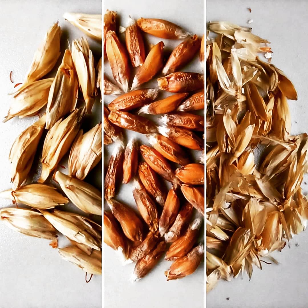 Pervane Biracılık iftiharla sunar. Kars Kavılca Buğday Maltı🌾🍺😍🙇🏻‍♂️
#kars #kavılcabuğdayı #malt #organik #atalıktohum #buğdaymaltı