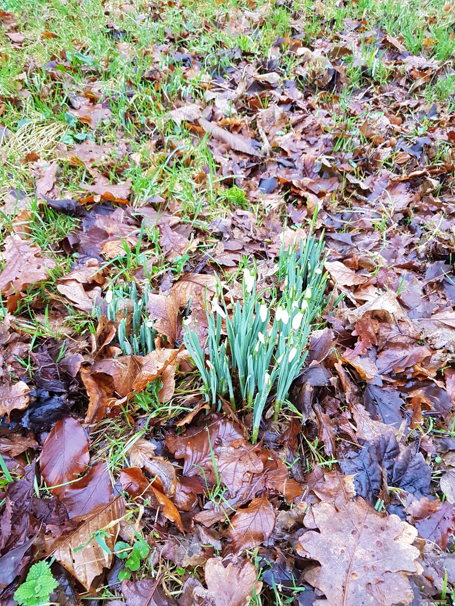 DownsideChap's tweet photo. The entrance #snowdrops have sprung up @downsideschool! Too early to call #spring? https://t.co/3I7VCUa2ev