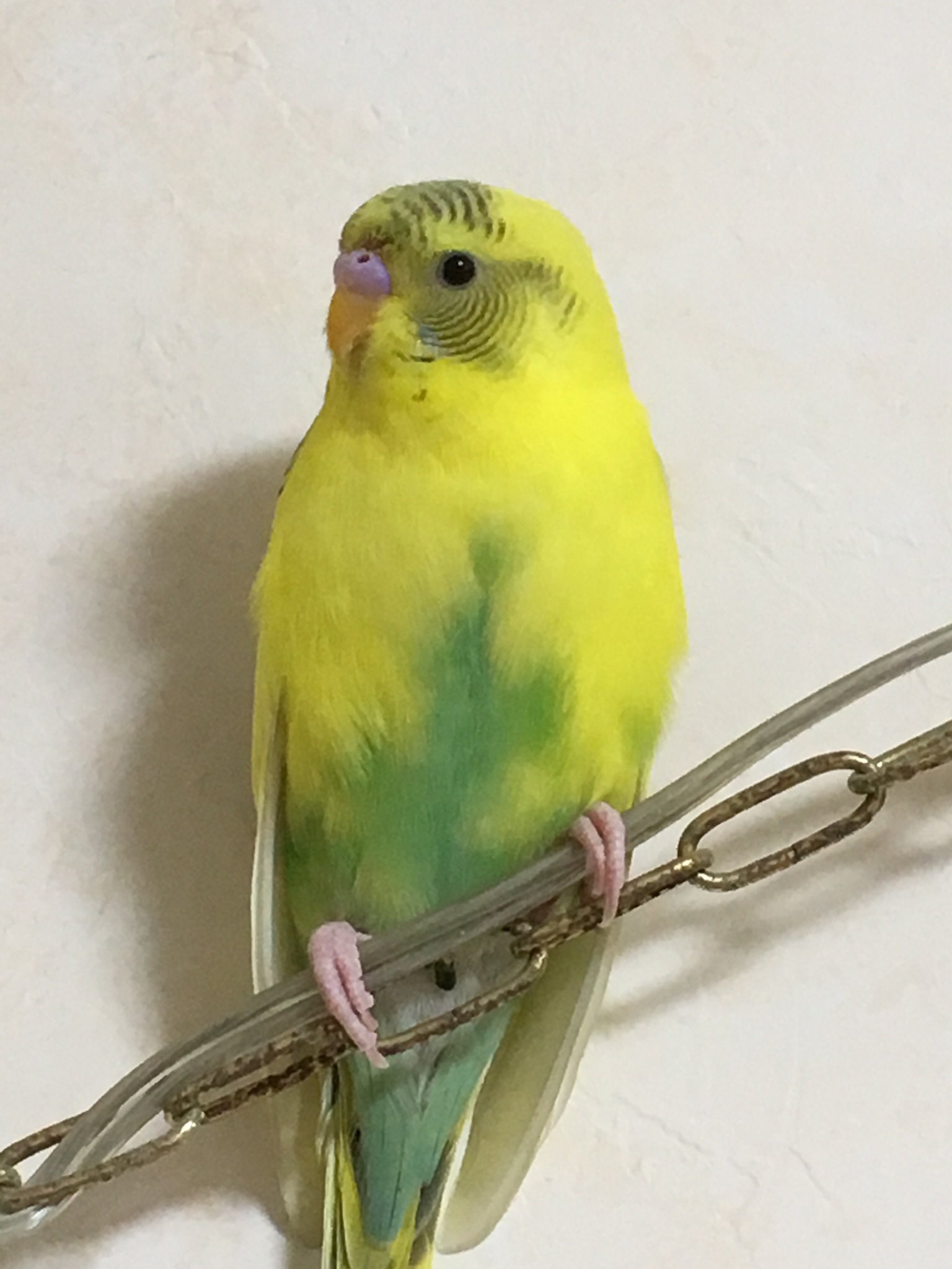 Jb インコ迷子 19 11 18 東京都日野市 黄色いハルクインのオス 手や肩に乗りますが 放鳥中は紙や壁紙などをかじりたがるマイペースな子です ジャビちゃん と自分の名前を話します 幼い頃に病気をしたので 寒さに弱いです 日野市 インコ