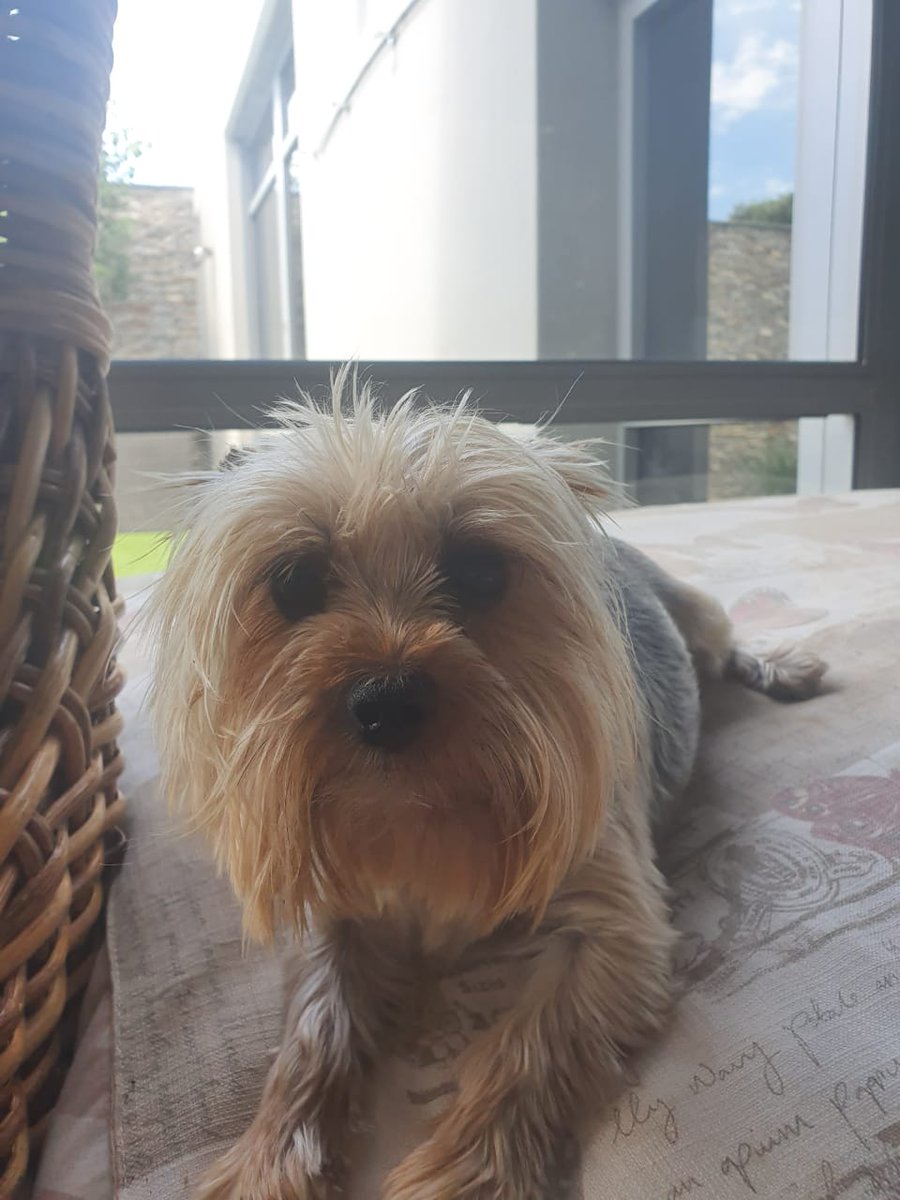 SAYorkieRescue's tweet photo. Gauteng, Kempton Park: #Yorkie girl for #adoption. Beautiful Belle is a #yorkshireterrier needing her #foreverhome. She is an adorable #lapdog. Please click on her link to read more: https://t.co/XtzstxGDCm
#SAYorkieRescue #SAYRGauteng https://t.co/80TiMaWcfI