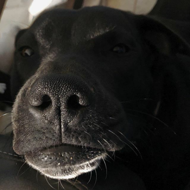 KaylaIzard's tweet photo. What a BOOP. #koraizard https://t.co/WgMrZB9HmV https://t.co/kD0iodsciA