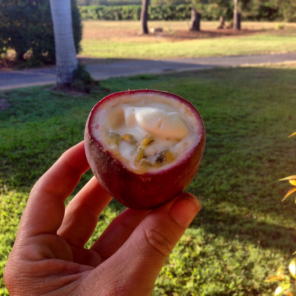 Are you NA hort grower interested in achieving higher product returns through improved supply chains? Our @CQUni <a href="/Growcom/">Jujutsu Camp</a> are looking for survey participants. Check out the survey here ow.ly/GulP50xPMQ0  <a href="/MsKristin_N/">Kristin</a> @aussiepassionfruit #exportingperishables