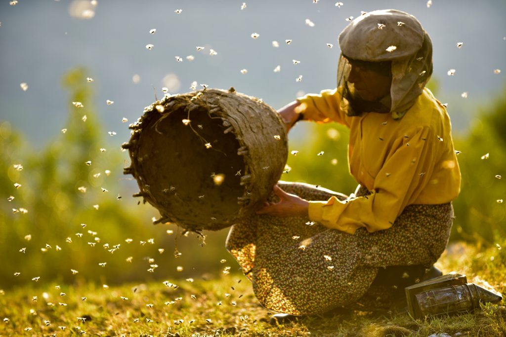 Recensie Honeyland ★★★★ - vanaf 9-1 in de bioscoop en op @PiclNL
De laatste vrouwelijke honingjager van Europa zet zich koste wat het kost in voor het behoud van de bij.
<a href="/contactfilm/">contactfilm</a> <a href="/HerrieFilmTV/">Herrie Film & TV</a> #Honeyland deprotagonisten.nl/recensies/hone…