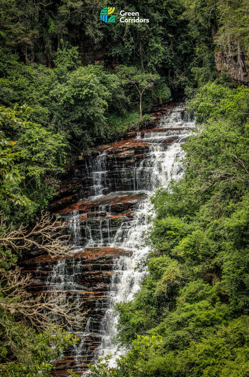 Green_Corridors's tweet photo. This spectacular Waterfalls Tour is one of Not To Be Missed outdoor experience in Durban.  Book your seat now on our Shuttle Bus now for only R250. 

📸 By @Freedom_Mngoma
#waterfalls #greencorridors #durban #TravelChatSA #travelling #traveltips #travelblogger #durbanhasmore https://t.co/H0x1cDHC9k