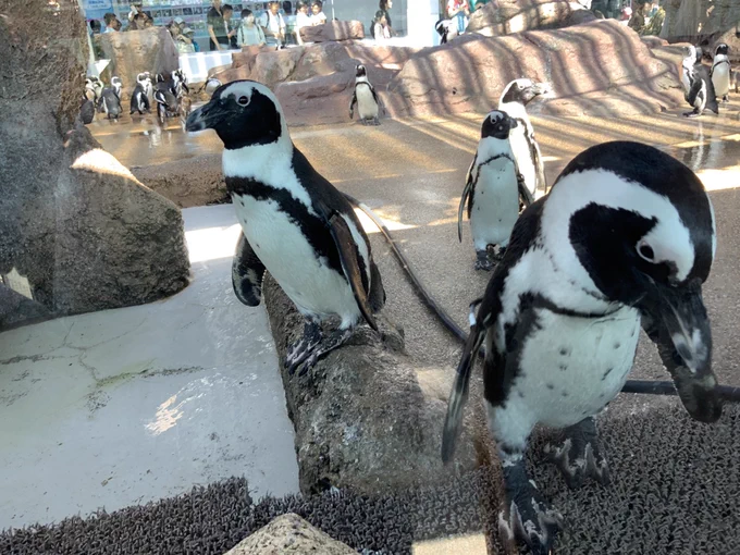 京都水族館もペンギンしぬほどいるからおいで…狂気のペンギン家系図、サイコーだから 