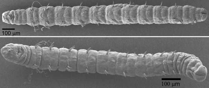 Ghost Worms Mostly Unchanged Since The Age Of Dinosaurs tinyurl.com/yhhdpyu6