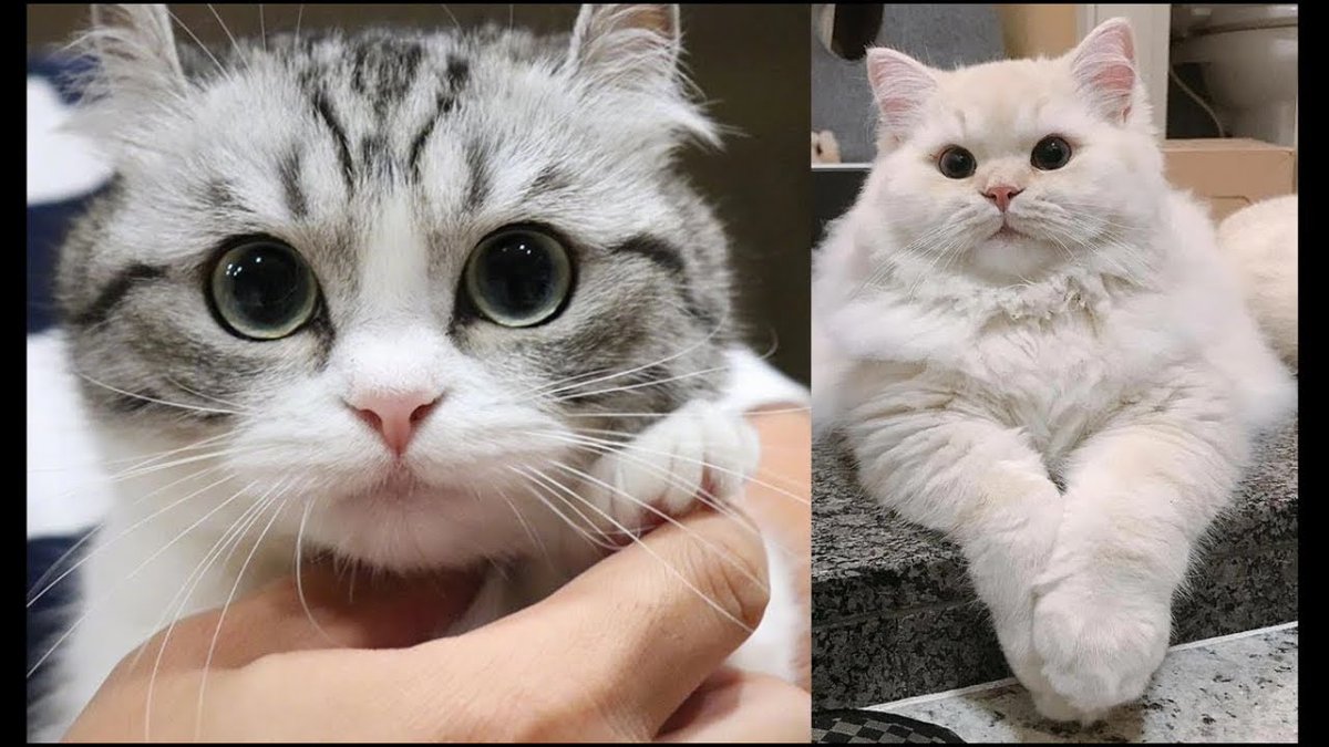 MeowMoeDotCom's tweet photo. How Interesting I It To ...
#Cats #Cat #Kittens #Kitten #Kitty #Pets #Pet #Meow #Moe #CuteCats #CuteCat #CuteKittens #CuteKitten #MeowMoe
#CatAndKittenVideos #Compilation #CompilationChannel #CuteCat #CuteCatsVideos #CuteKitten
https://t.co/p5ZmQKPCnf
. https://t.co/fUP2oTTBvx