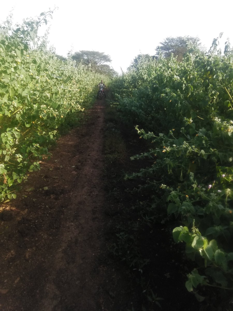 Tanarivernews (@tanarivertv) on Twitter photo 