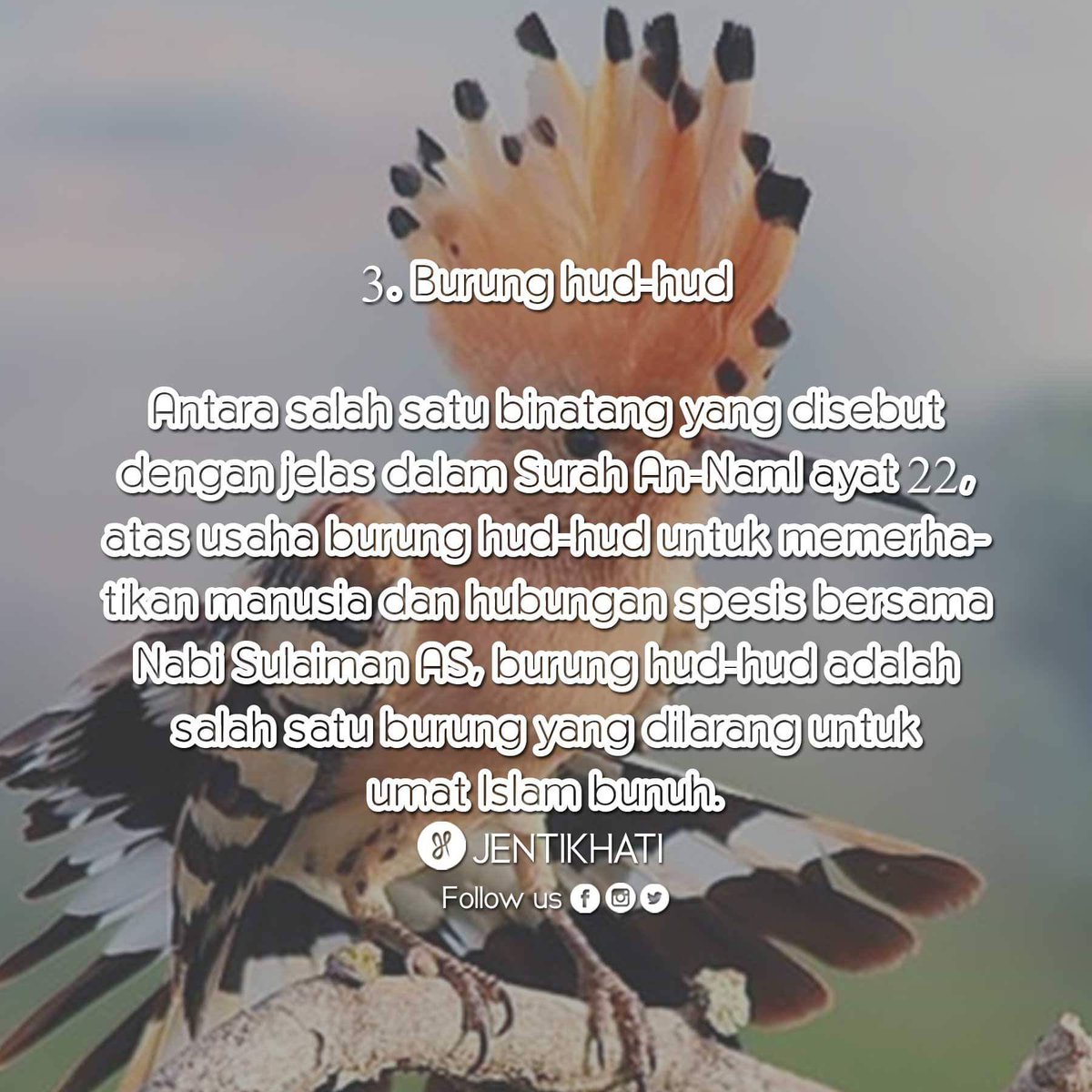 Janyus Janyus7 Twitter