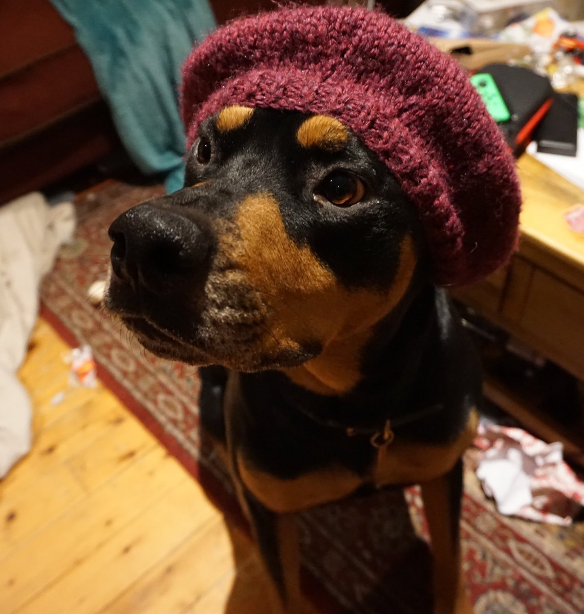 RoccoRottweiler's tweet photo. Good morning, today is my gotcha day!
I am glad, I love my humans!!

#gotchaday #dogsoftwitter #rottweiler https://t.co/rklTVgjAFt