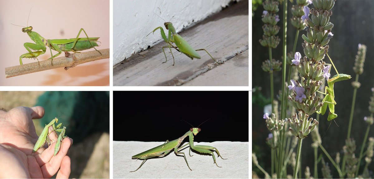 #CitizenScientists record the #invasive giant Asian #mantis for the 1st time in France using a mobile app (INPN Espèces). 

See more: doi.org/10.3897/BDJ.8.… 
#CitizenScience #Mantids #Mantis #Entomology