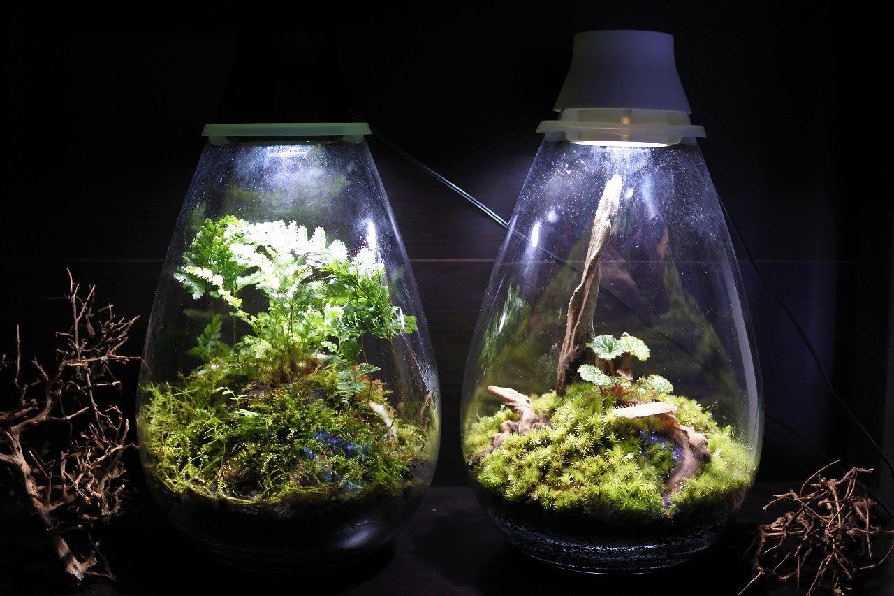 コケのインテリア コケリウム 容器の中で少しずつ姿を変えていくコケリウム コケをシダ 植物などと一緒にレイアウトすると 成長の違いが楽しめるのでおすすめです コケ 苔 コケリウム 苔リウム 苔テラリウム テラリウム パルダリウム アクア