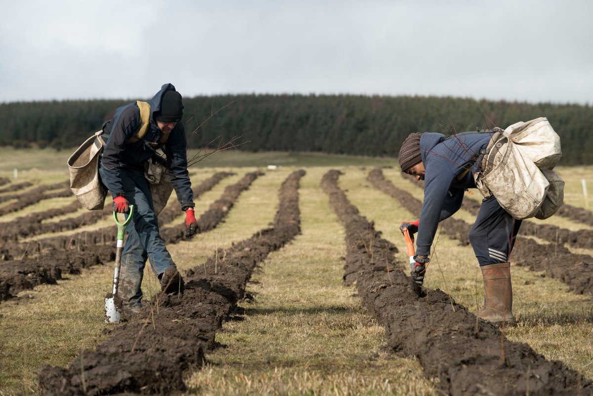 forestsandwood's tweet photo. Tree planting target of 30,000 hectares of new woodland per year (in @Conservatives #GE2019 manifesto) is achievable, @stugood3 tells @BBCRadio4 PM. 
We could do 40,000 across UK by 2030, but need strong political leadership to get there.
https://t.co/6xCSekkEfl (from 26m 27s) https://t.co/a7dOGQxSAO