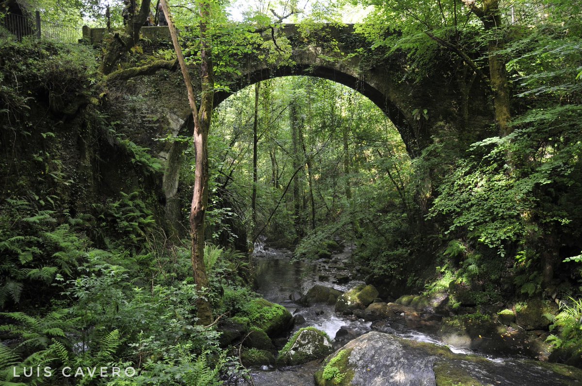 LuisCavero4's tweet photo. La conjugación de acción humana y #Naturaleza provoca en ocasiones efectos conmovedores. Puente de Caaveiro. #Eume. #Galicia mágica. https://t.co/CZcHWje7kC