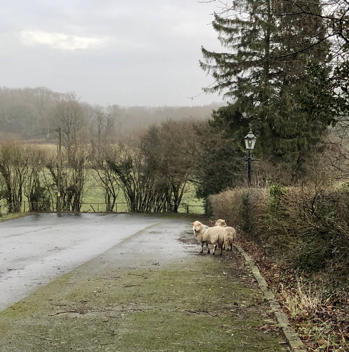 We are lucky to be based in a beautiful location, but we weren’t expecting these woolly visitors in the car park this morning!