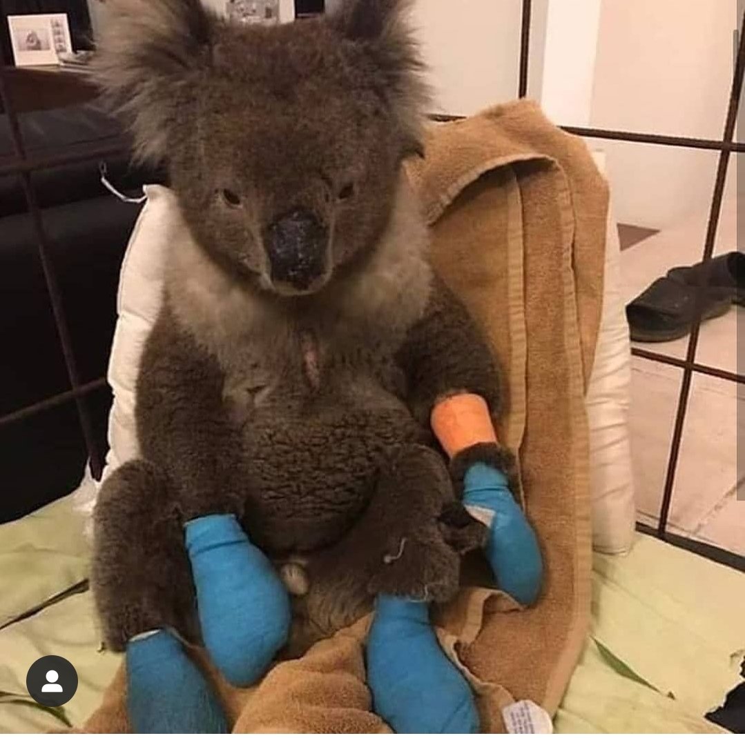 PostTurkiye's tweet photo. Koala neslinin yarısının yok olduğu düşünülüyor https://t.co/Ud9UQ755Fj