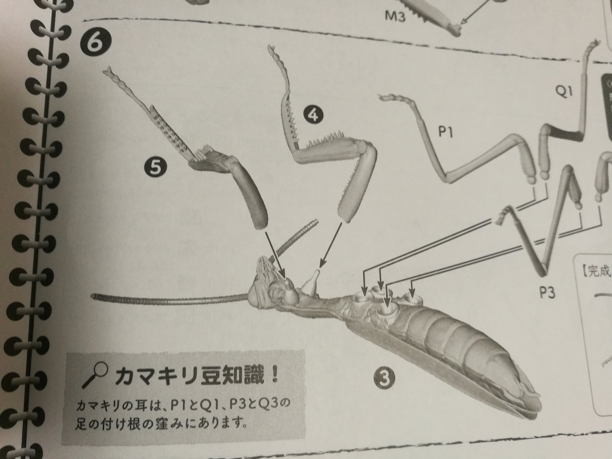 ガンダムに勝てる 巨大カマキリのプラモデルを作ってみた 話題の画像プラス ガンダムに勝てる 巨大カマキリのプラモデルを作ってみた 話題の画像プラス
