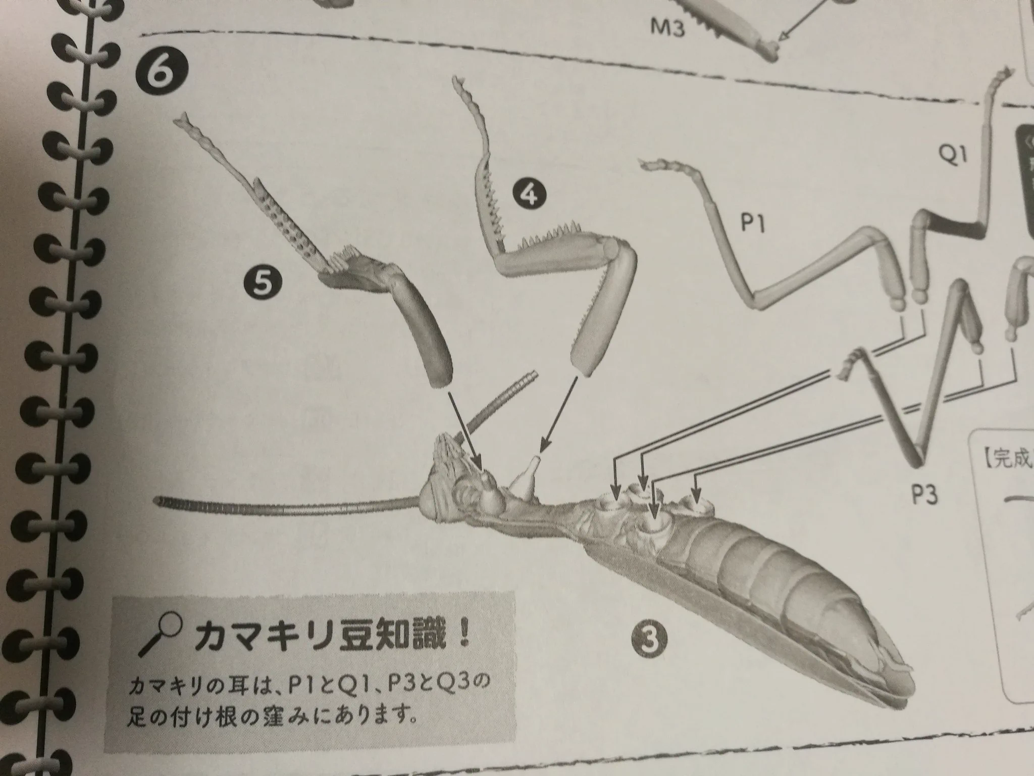 ガンダムに勝てる！巨大カマキリのプラモデルを作ってみた。