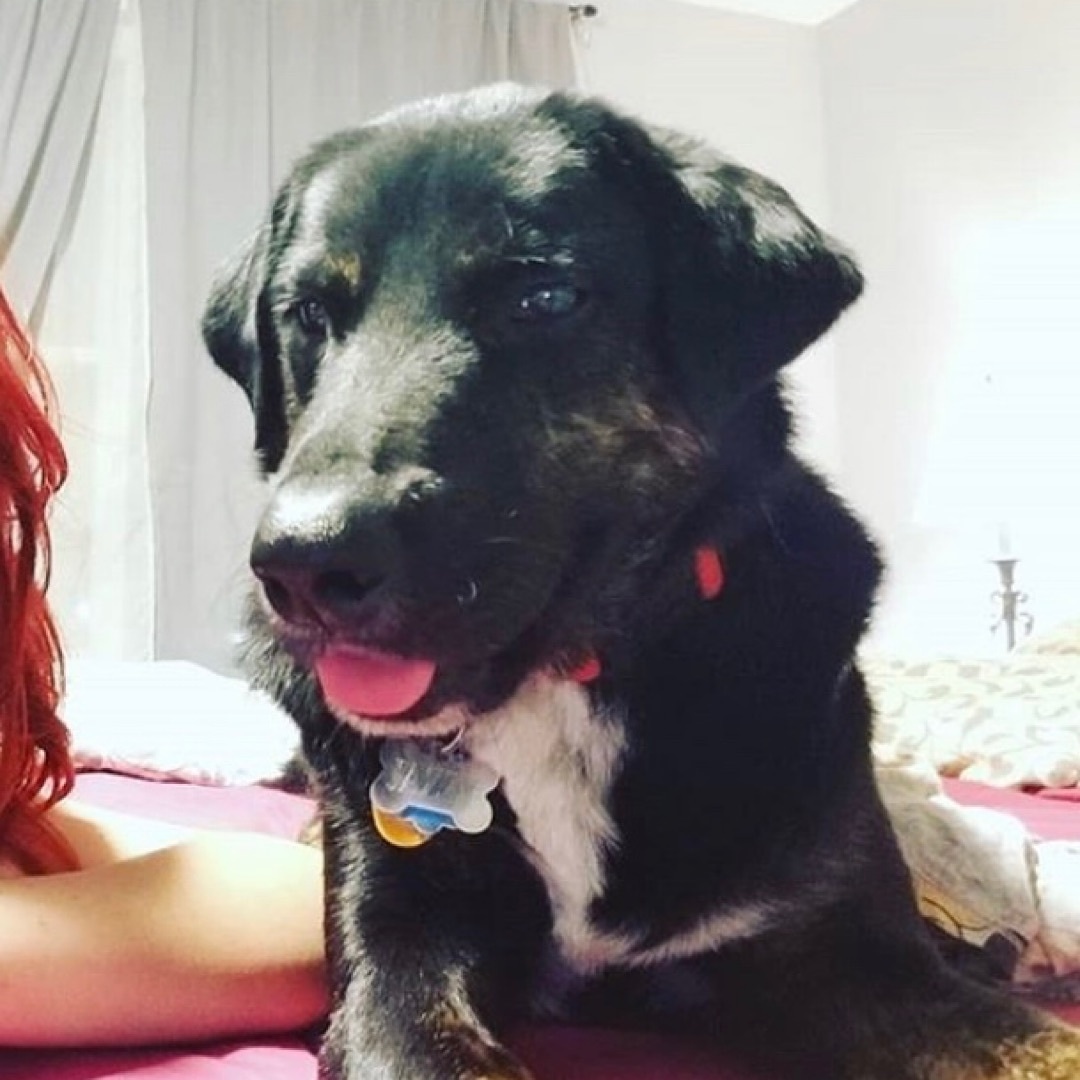 runawaypets's tweet photo. Help us find Jazzy the Border Collie
Get the app https://t.co/0nn1yxPETE
โ ๏ธ #FurAlert
#dog #dogsofinstagram #dogs #puppy #instadog #dogstagram #love #pet #cute #doglover #dogoftheday #instagram #pets #doglovers #puppies #ilovemydog #puppylove #doggy #doglife #doggo https://t.co/t8M1EE3T2Z