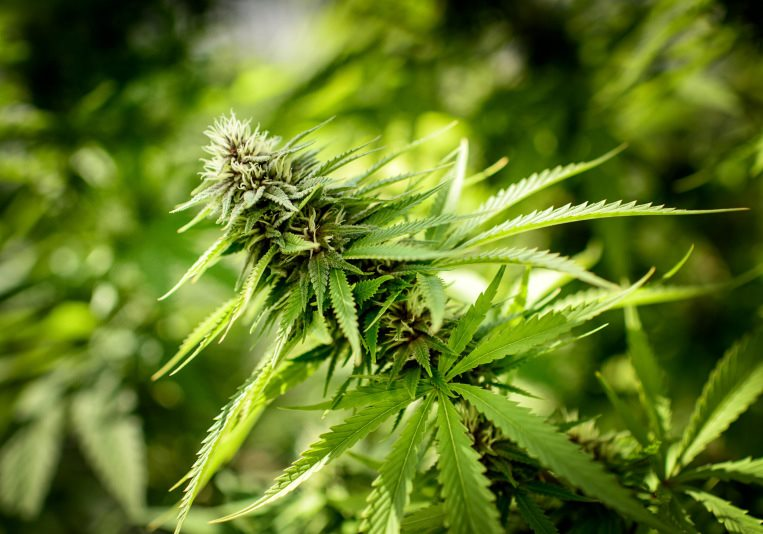 MGHFullSpectrum's tweet photo. Medical Cannabis and CBD Oil medicines that improve the quality of life for people around the world.

#MGHealth #Lesotho #Natural #Products #Cann9 #C+BD #Liver_tonic #Live #Healthy https://t.co/NeSgvYCBam