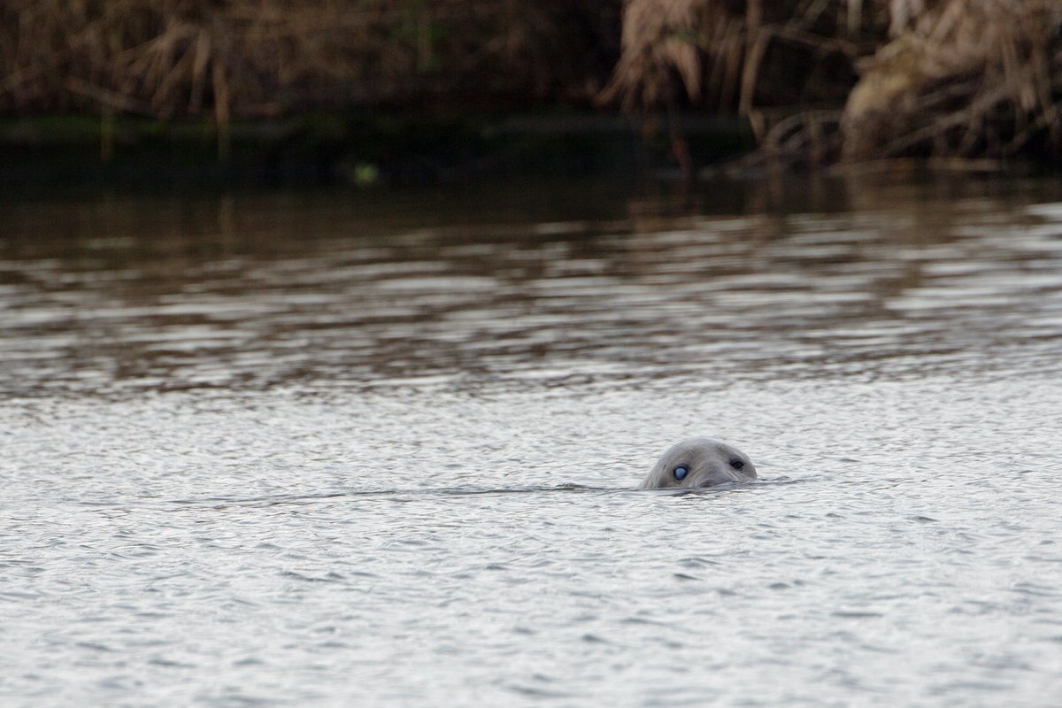 richardjsaxton's tweet photo. Seal at Buckenham Marshes today https://t.co/XZETDNVmnp